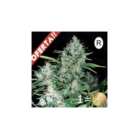 AK 47 AUTO *REGULAR*