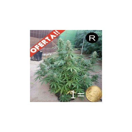 MAGNUNS XXL auto *REGULAR *