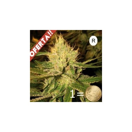 Kañamelo XXL AUTO REGULAR