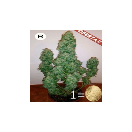 AUTO Anestesia 47 REGULAR