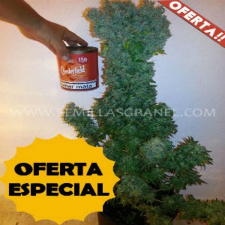 Super Northen Light X Haze